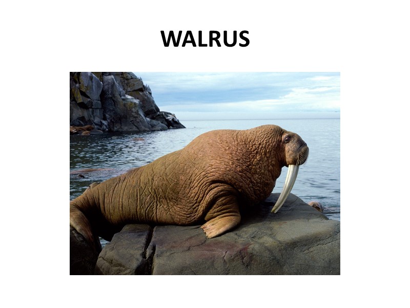 WALRUS
